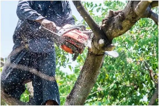 tree services Fort Cobb